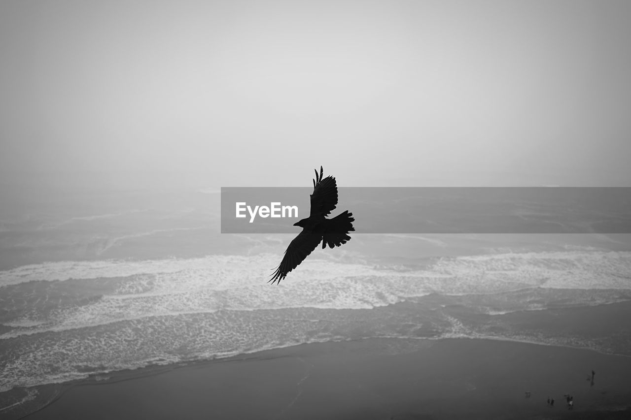 High angle view of bird flying over sea against sky