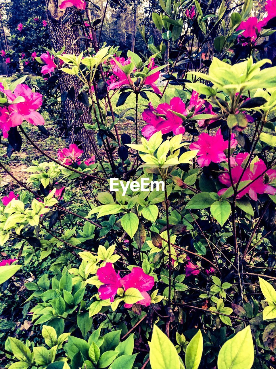 CLOSE-UP OF PINK FLOWERING PLANTS