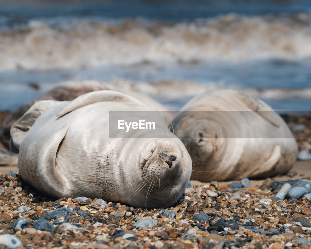 View of seals on beach