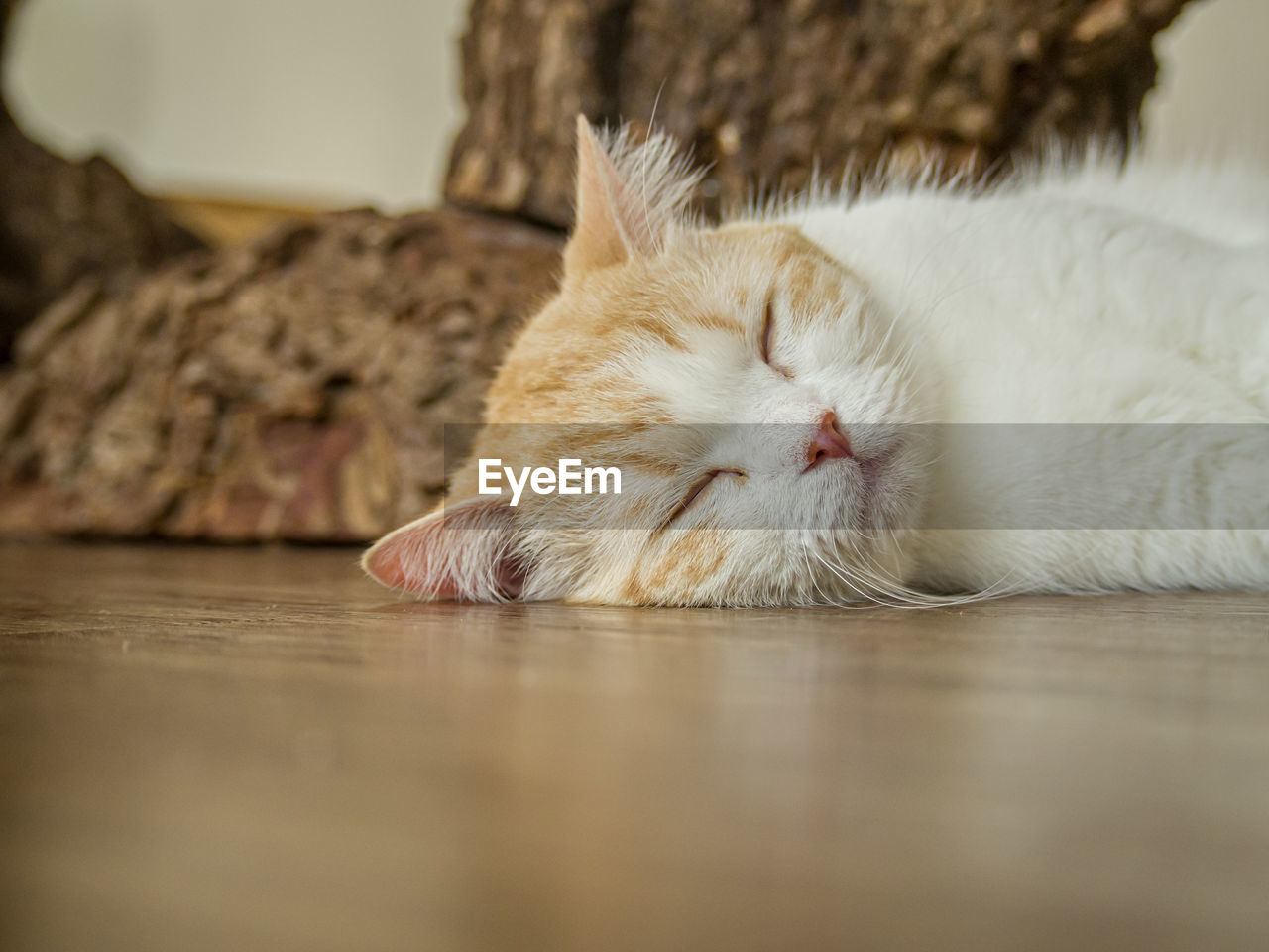 Close-up of a cat sleeping on floor