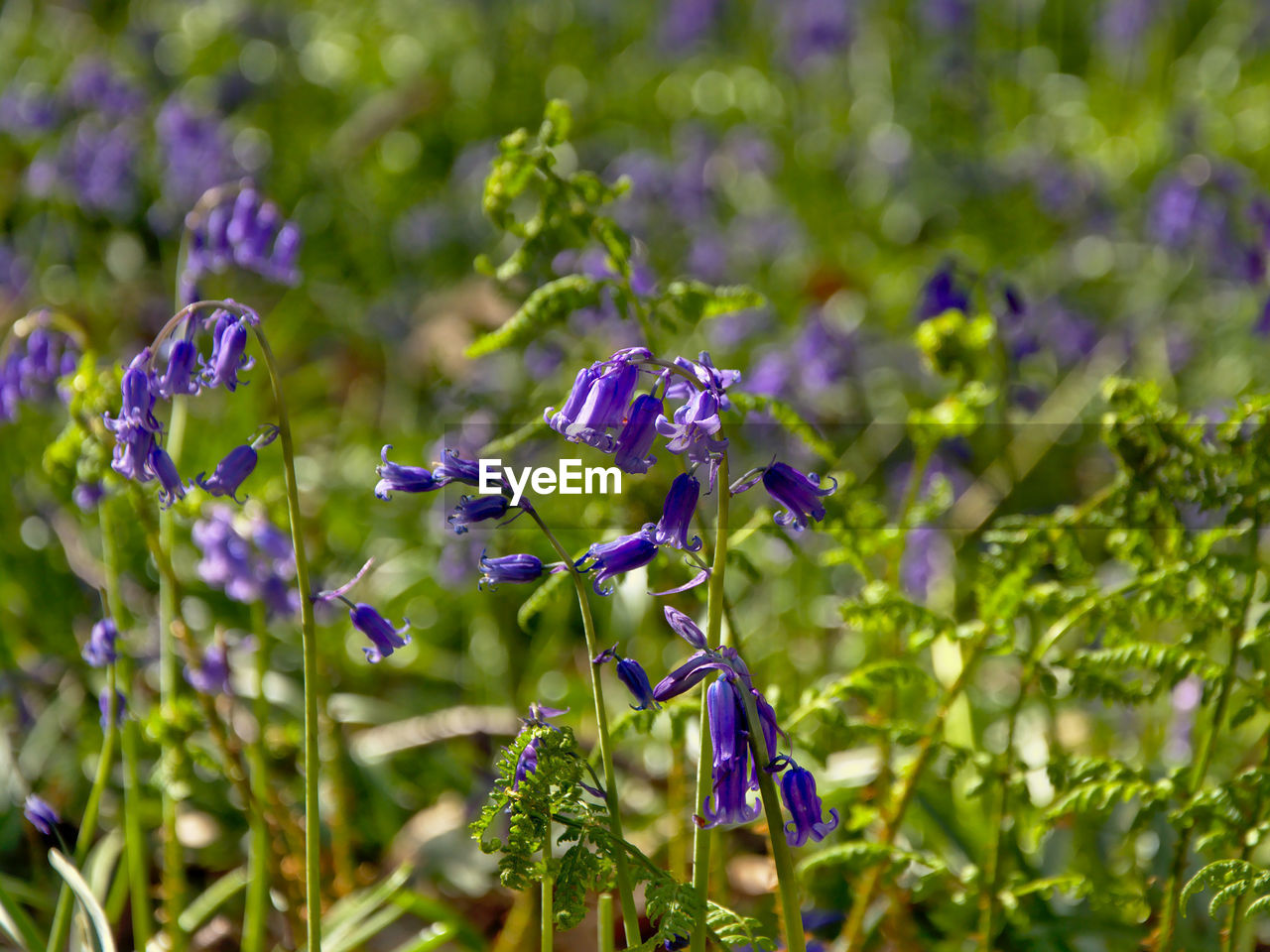 Close-up of purple flowers blooming on field