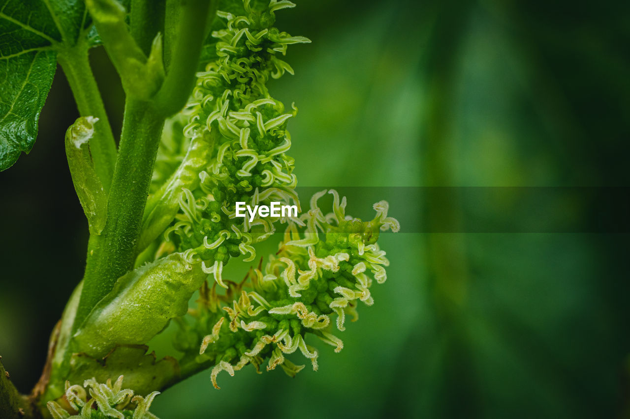 Characteristics of the soft green mulberry.