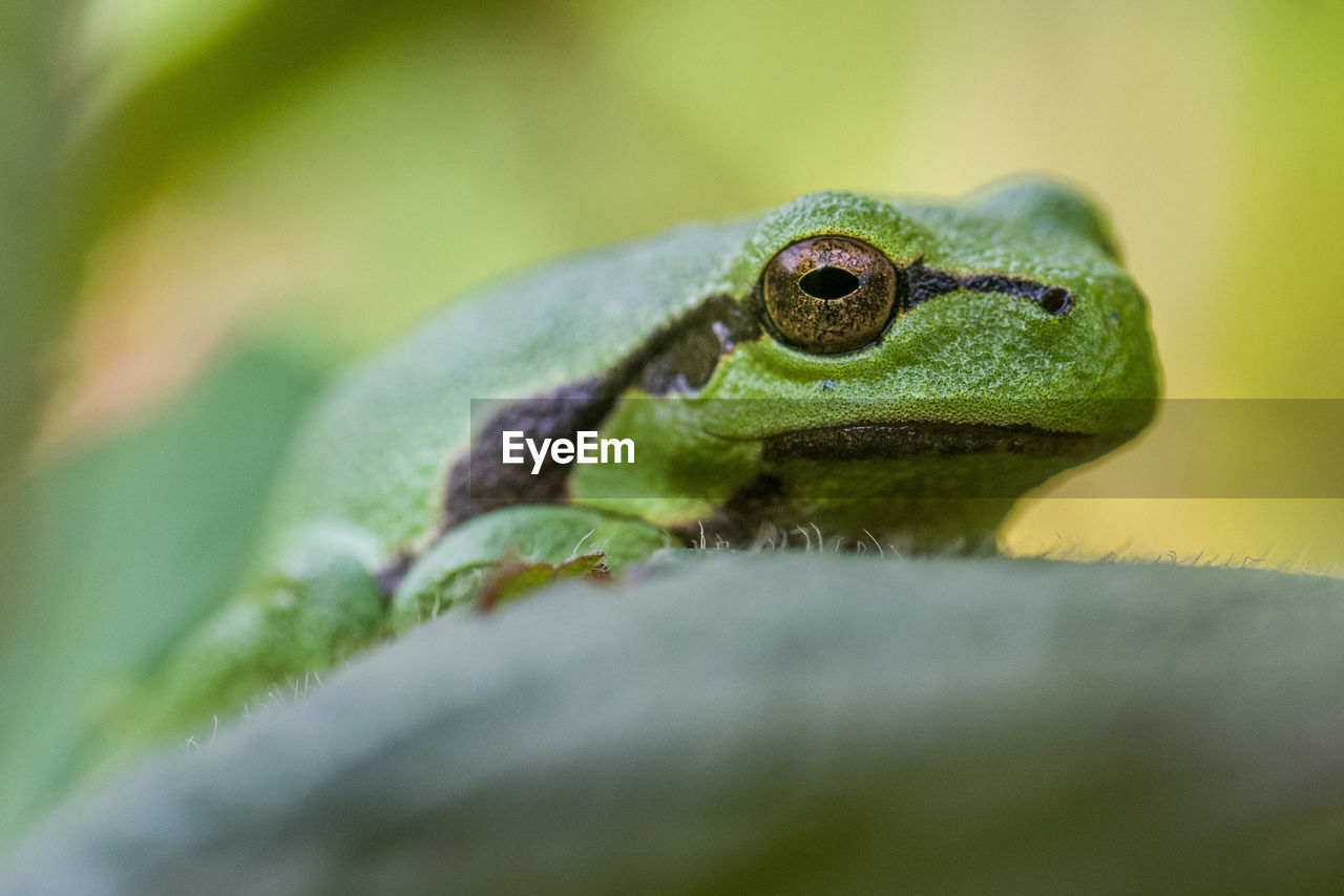 CLOSE-UP OF A FROG