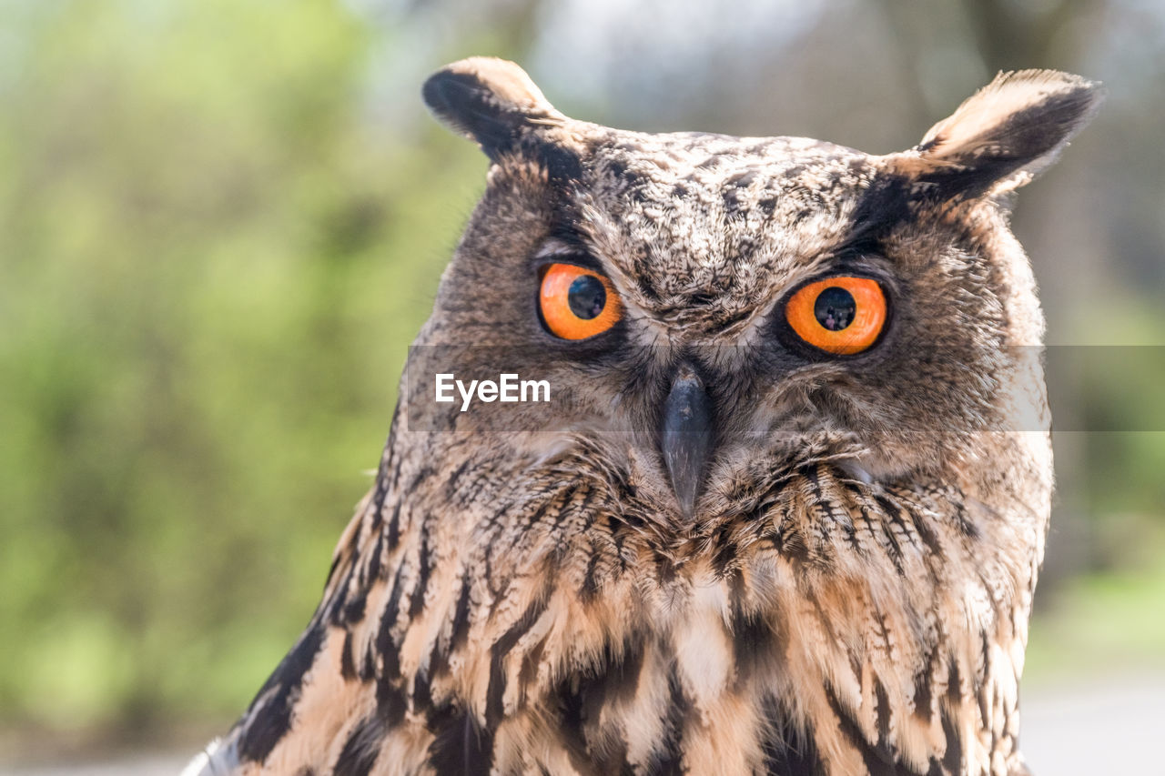 Close-up portrait of eurasian eagle-owl