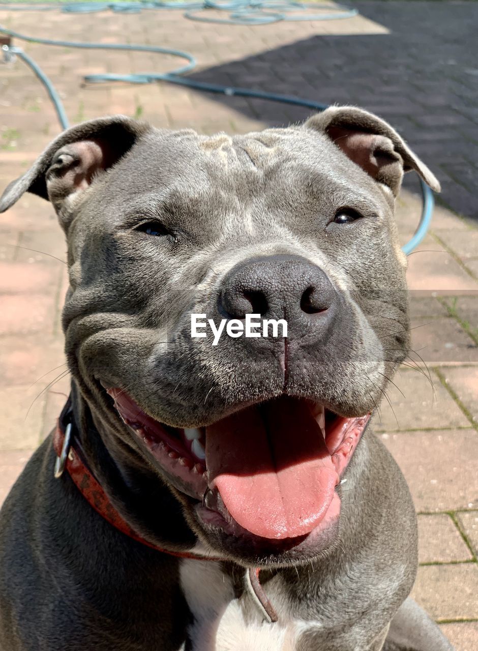 Close-up portrait of a amstaff dog