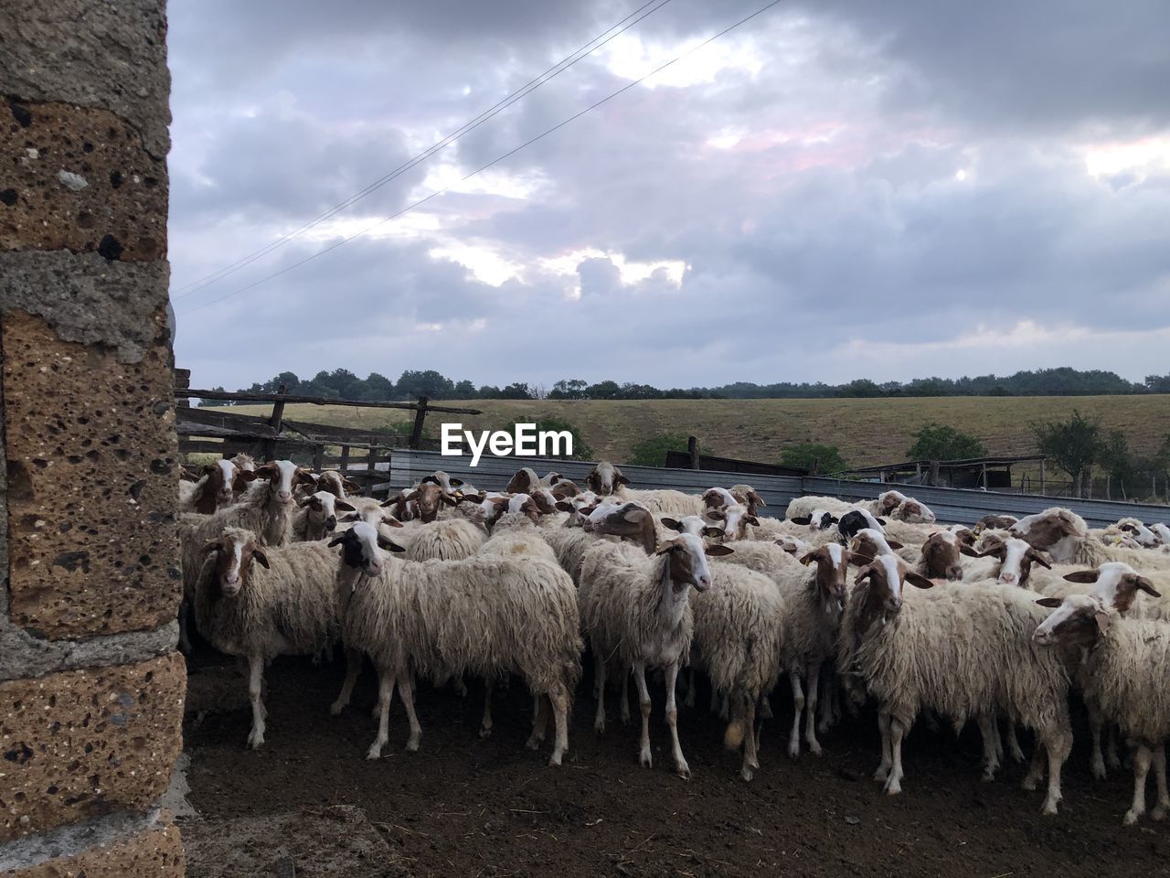 PANORAMIC VIEW OF SHEEP ON LAND