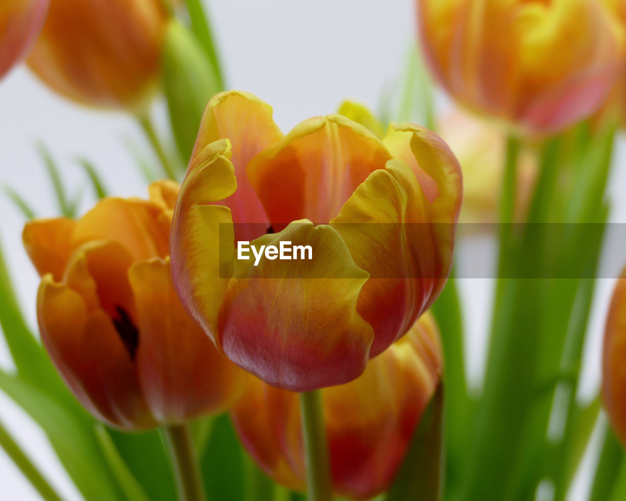 CLOSE-UP OF YELLOW TULIP