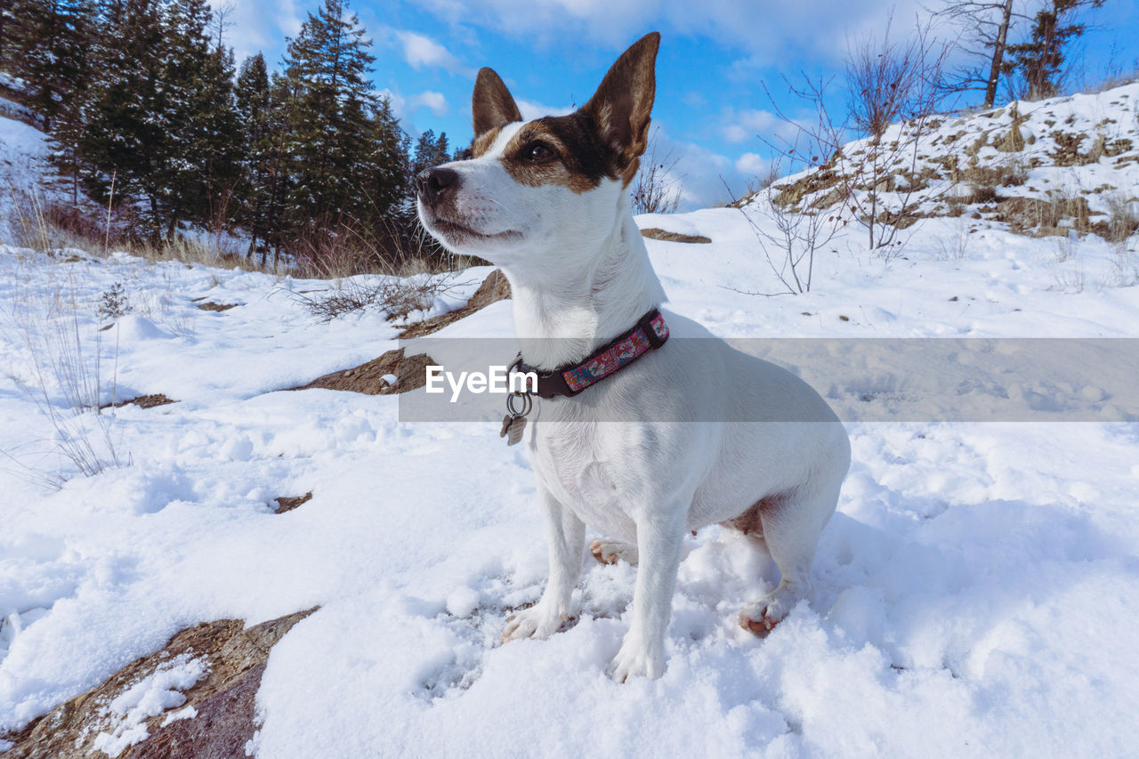 Low angle view of dog on snow covered field