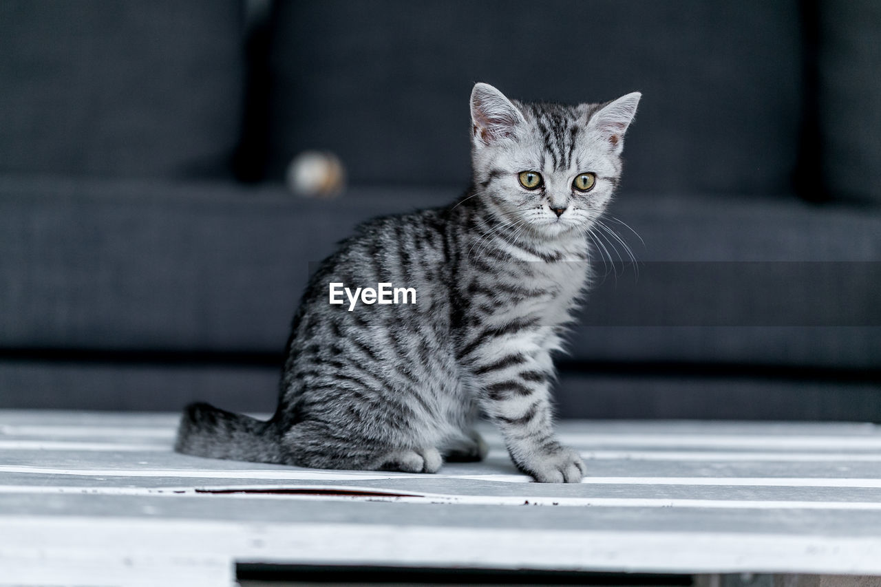 Portrait of british shorthair kitten sitting on table