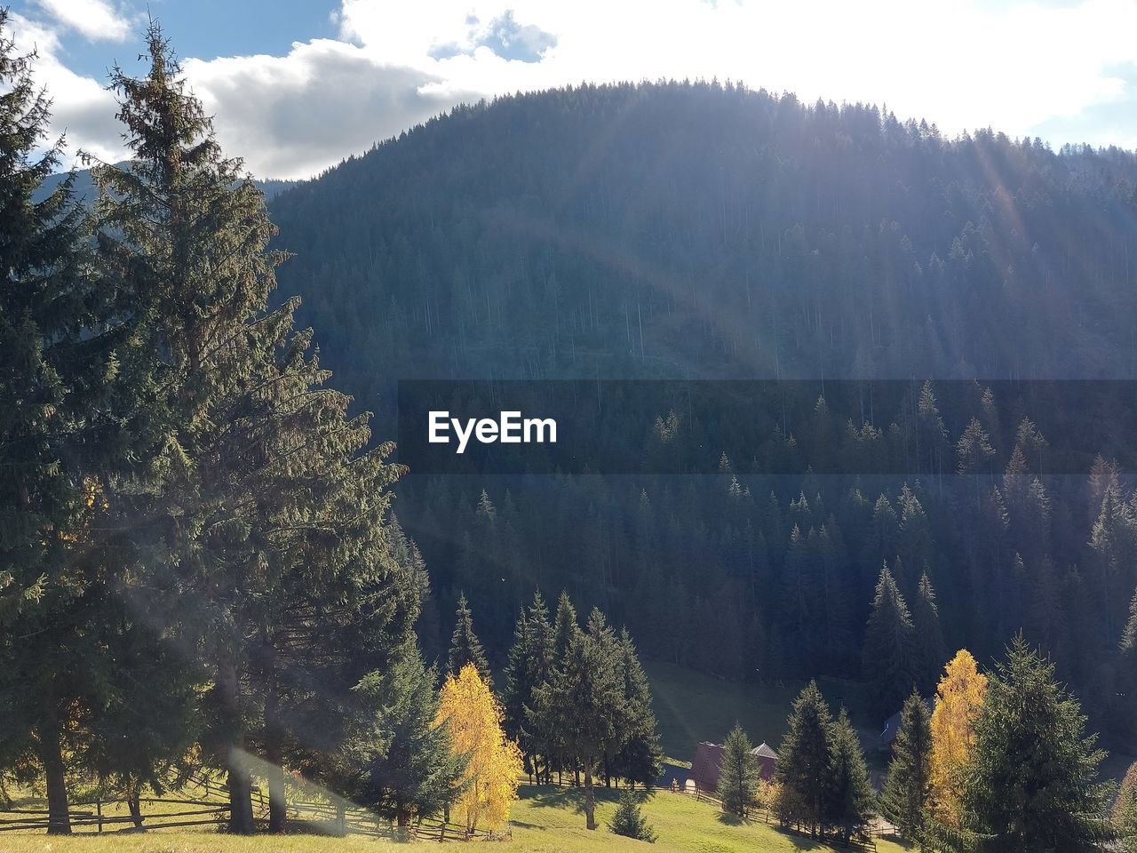 tree, plant, scenics - nature, environment, coniferous tree, mountain, pinaceae, pine tree, beauty in nature, landscape, land, nature, mountain range, sky, forest, pine woodland, wilderness, tranquil scene, tranquility, no people, non-urban scene, sunlight, valley, cloud, grass, travel destinations, outdoors, travel, woodland, meadow, day, autumn, ridge, leisure activity, idyllic, growth, activity, green, field, fog, tourism