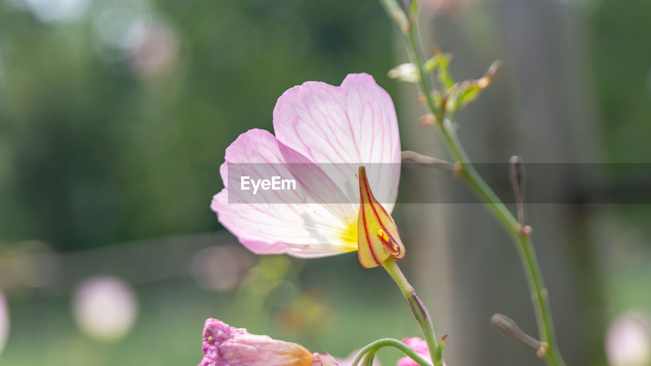 CLOSE-UP OF PINK POLLINATING FLOWER