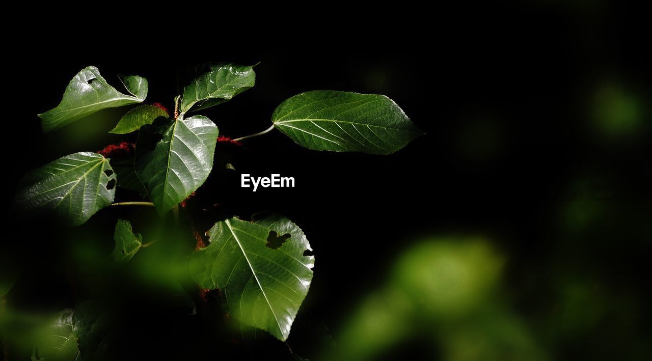 CLOSE-UP OF GREEN PLANT