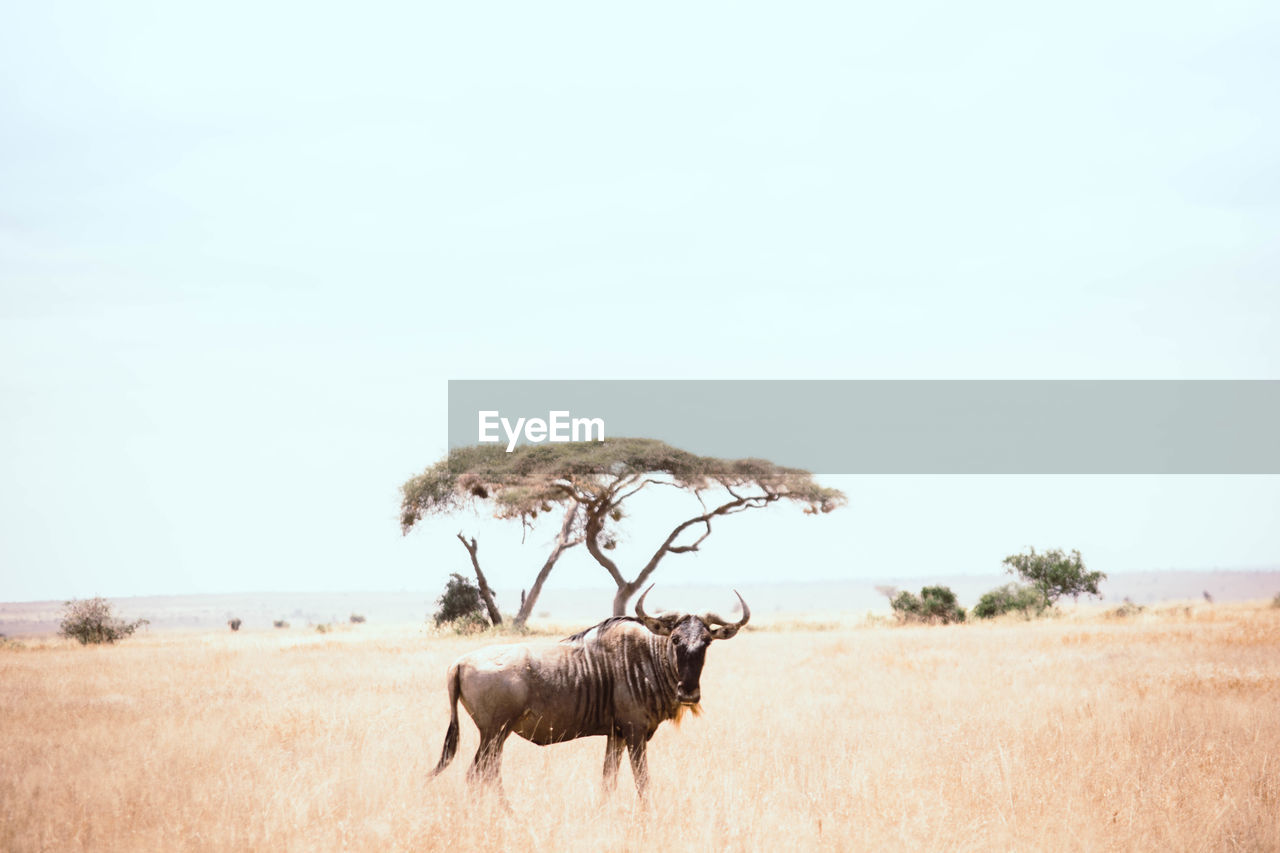 Wildebeest standing on field against sky