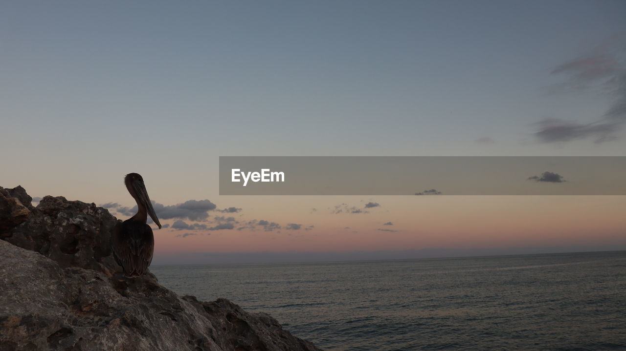 Pelican on rock overlooking the ocean at sunset