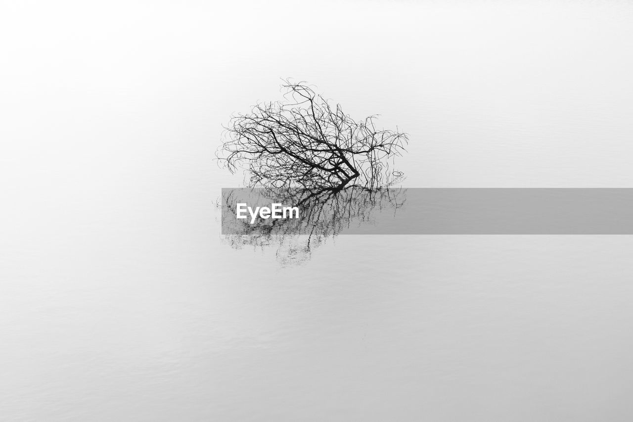 Bare tree against clear sky