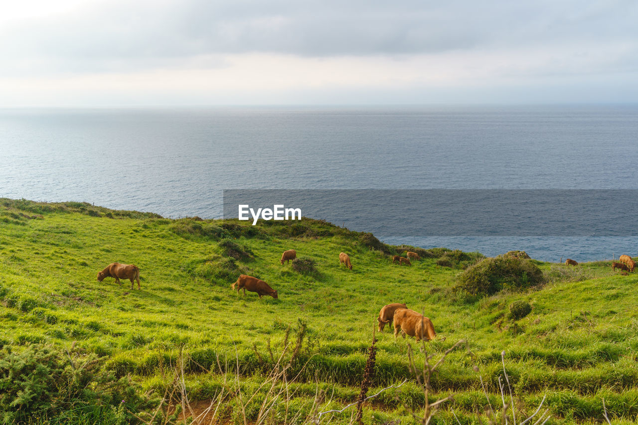 VIEW OF SHEEP ON GRASSY FIELD