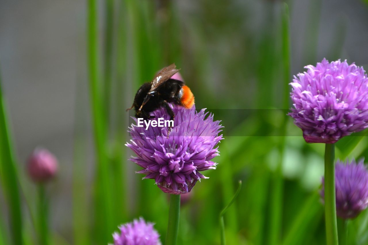 Bee on allium flower blooming outdoors