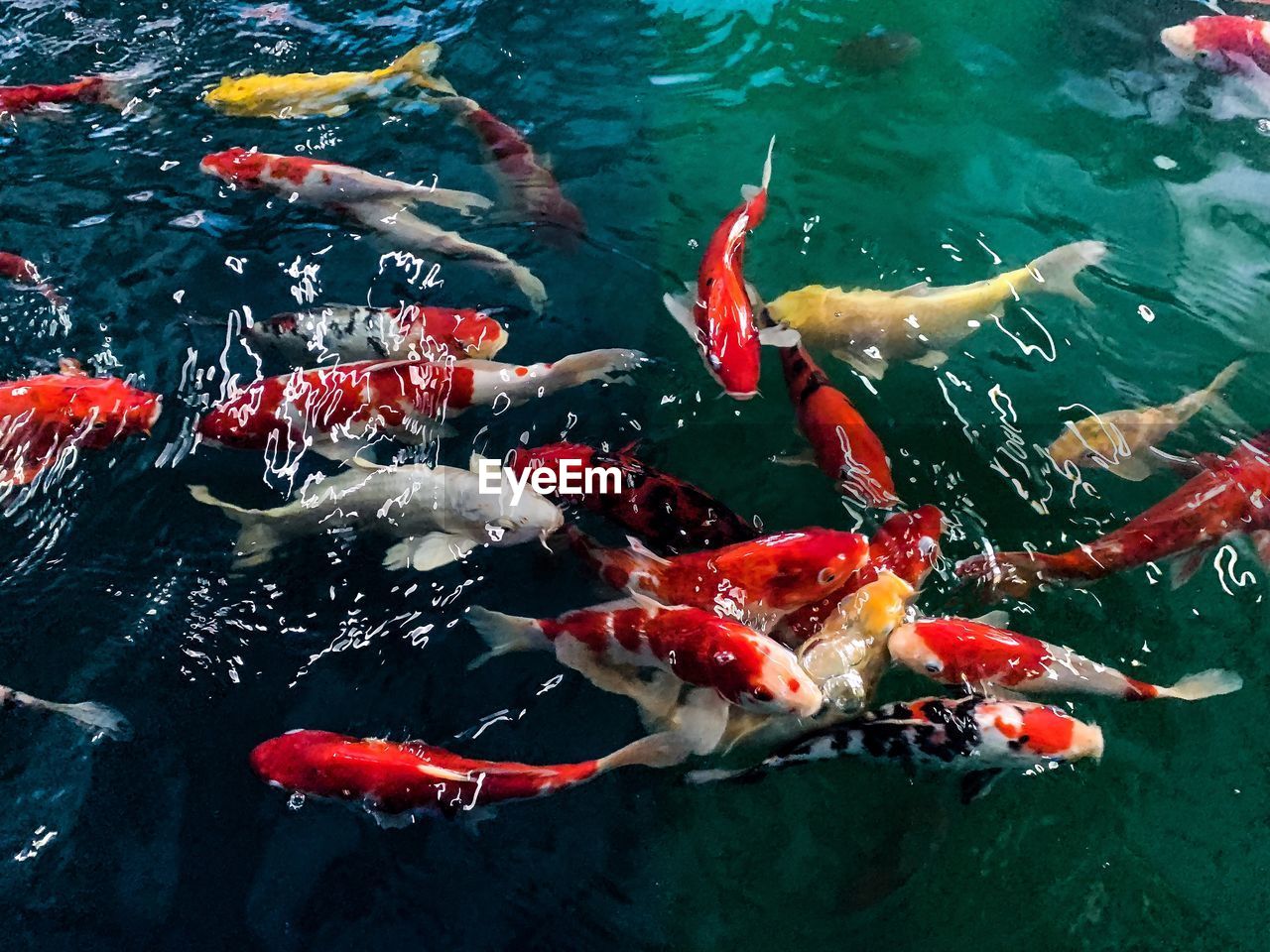 HIGH ANGLE VIEW OF KOI CARPS IN LAKE