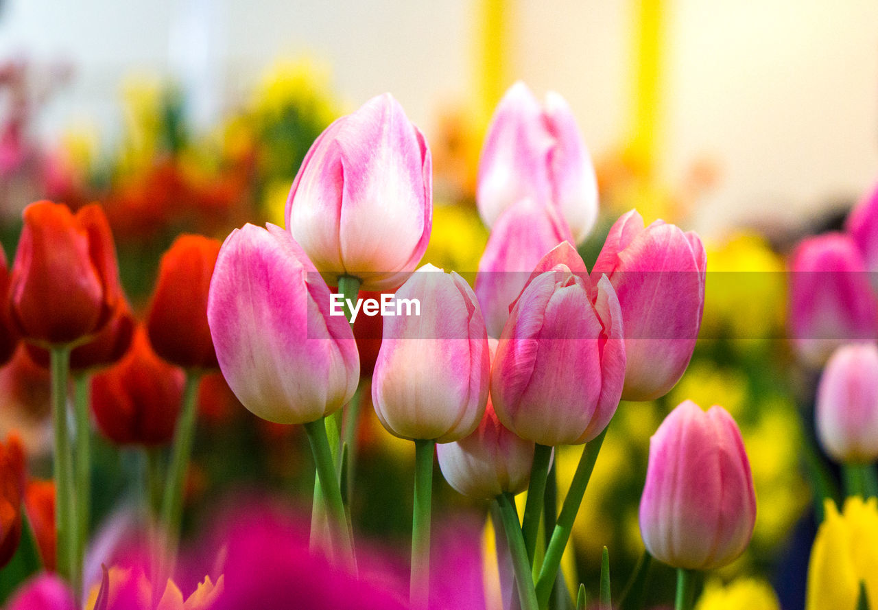 Close-up of pink tulips