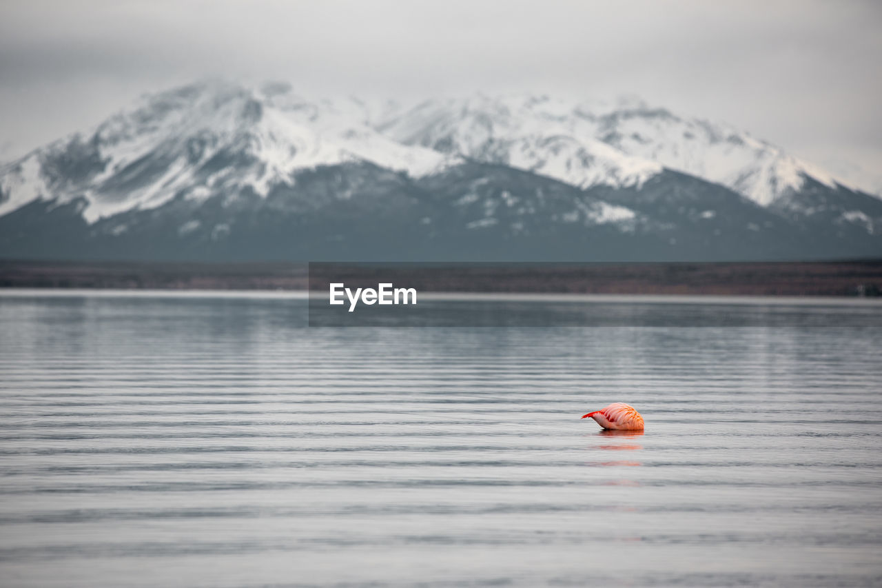Solitary calm flamingo on lake against snowy mountains
