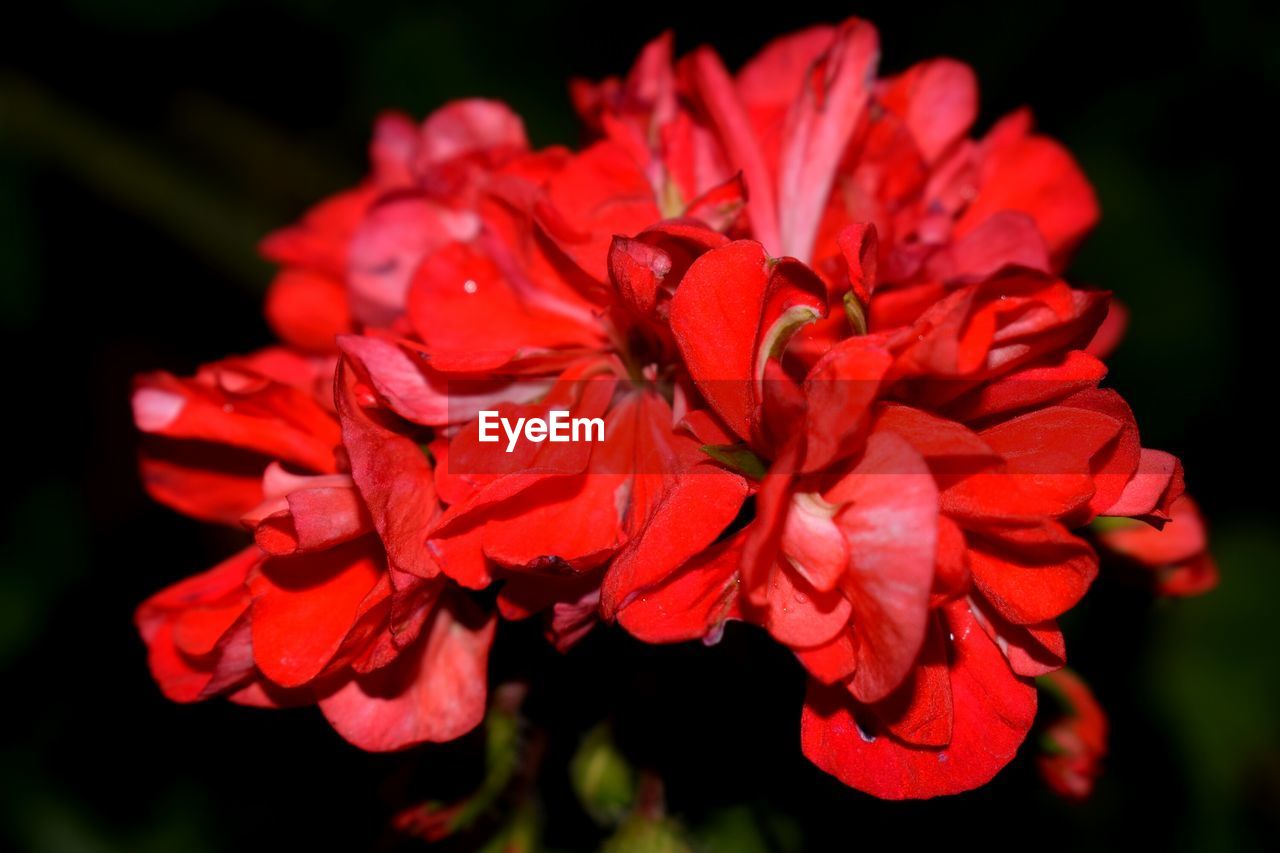 CLOSE-UP OF RED ROSE BLOOMING OUTDOORS