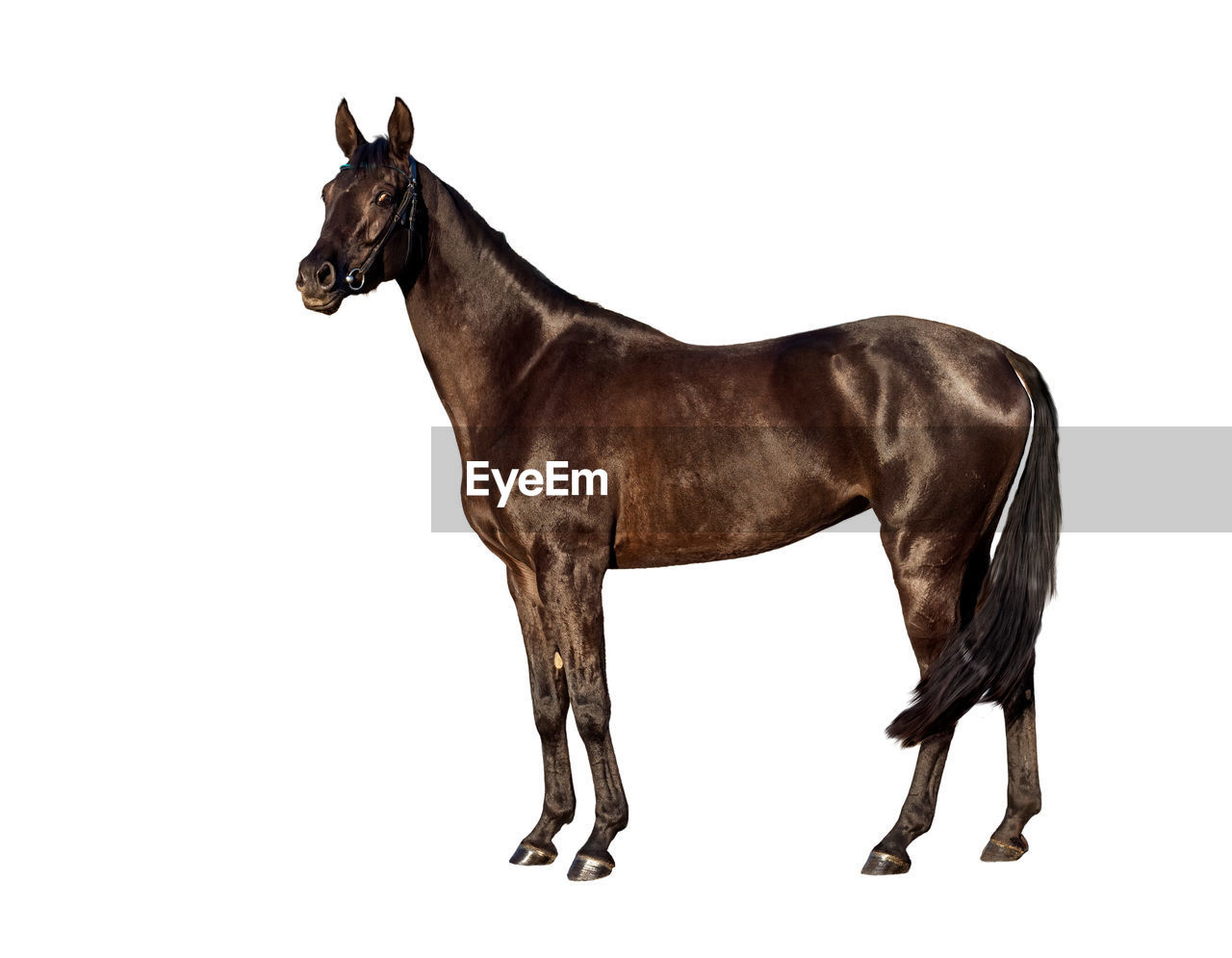 Horse standing against white background