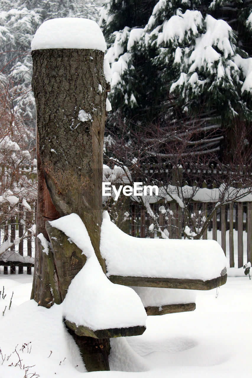 CLOSE-UP OF TREE DURING WINTER