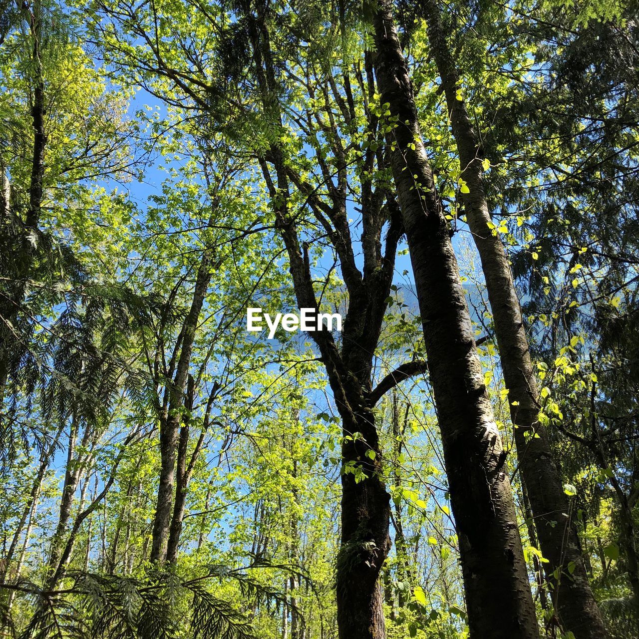 LOW ANGLE VIEW OF BAMBOO TREES IN FOREST AGAINST SKY