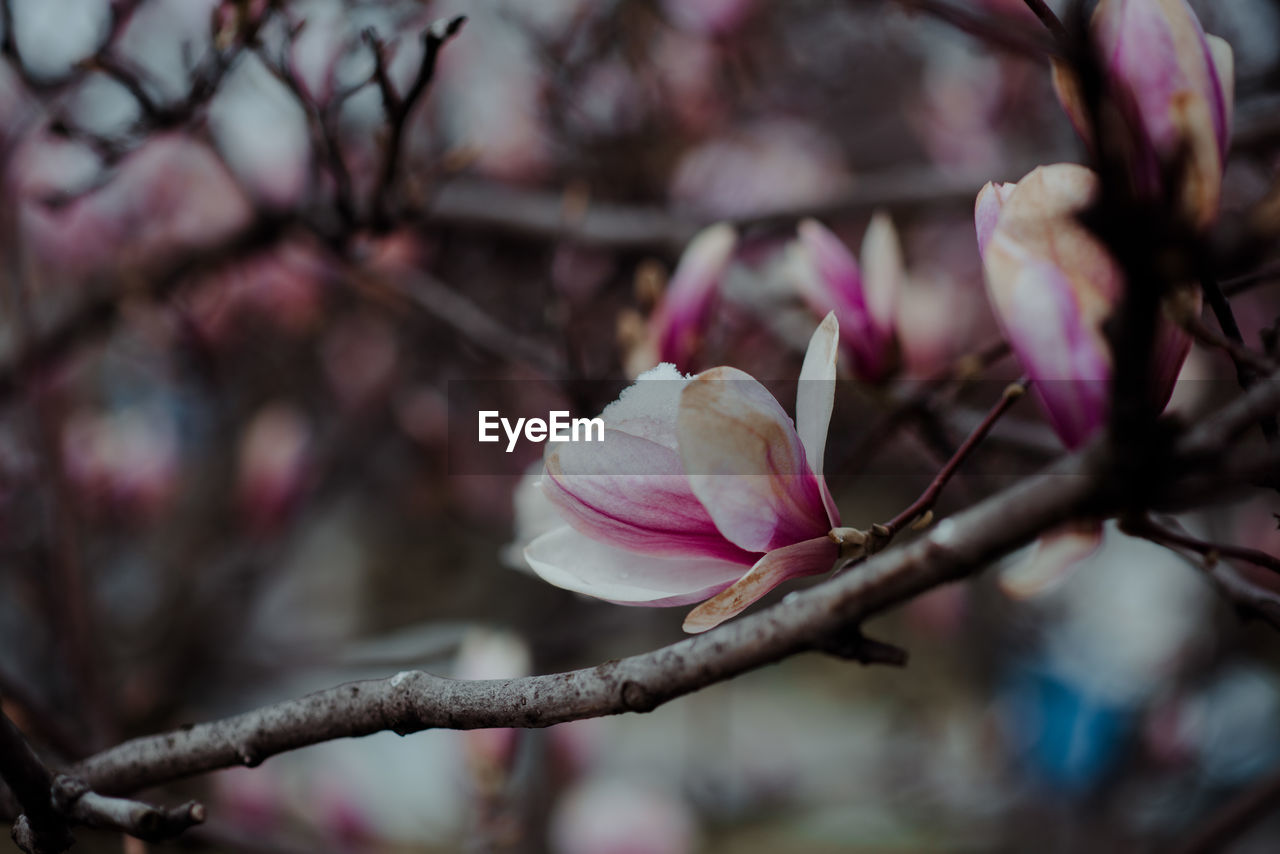 CLOSE-UP OF PINK CHERRY BLOSSOM