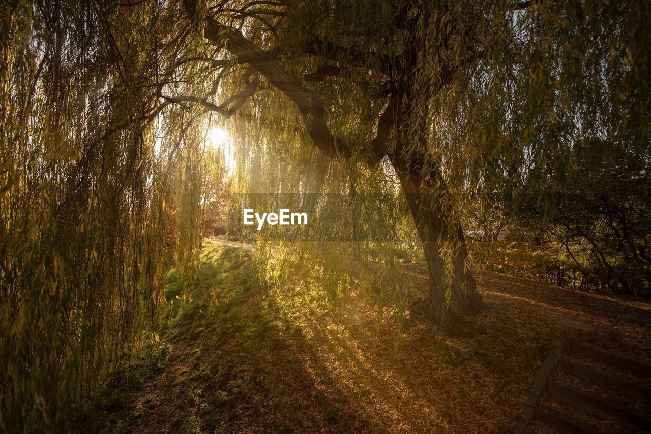 Trees growing on field at park