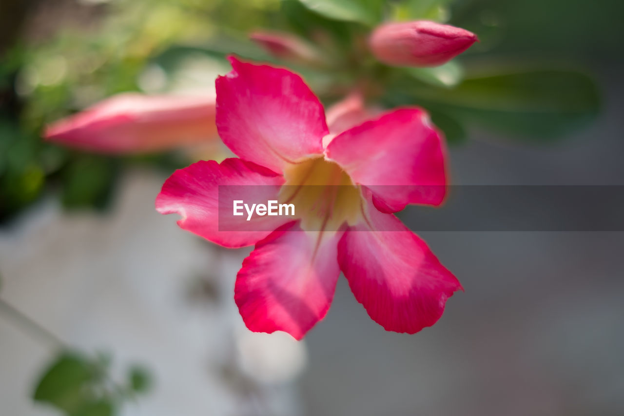 CLOSE-UP OF PINK FLOWERS