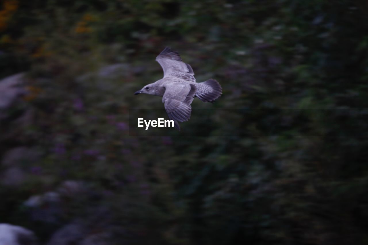 LOW ANGLE VIEW OF BIRD FLYING AGAINST BLURRED BACKGROUND