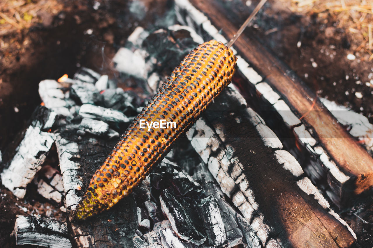 High angle view of corn