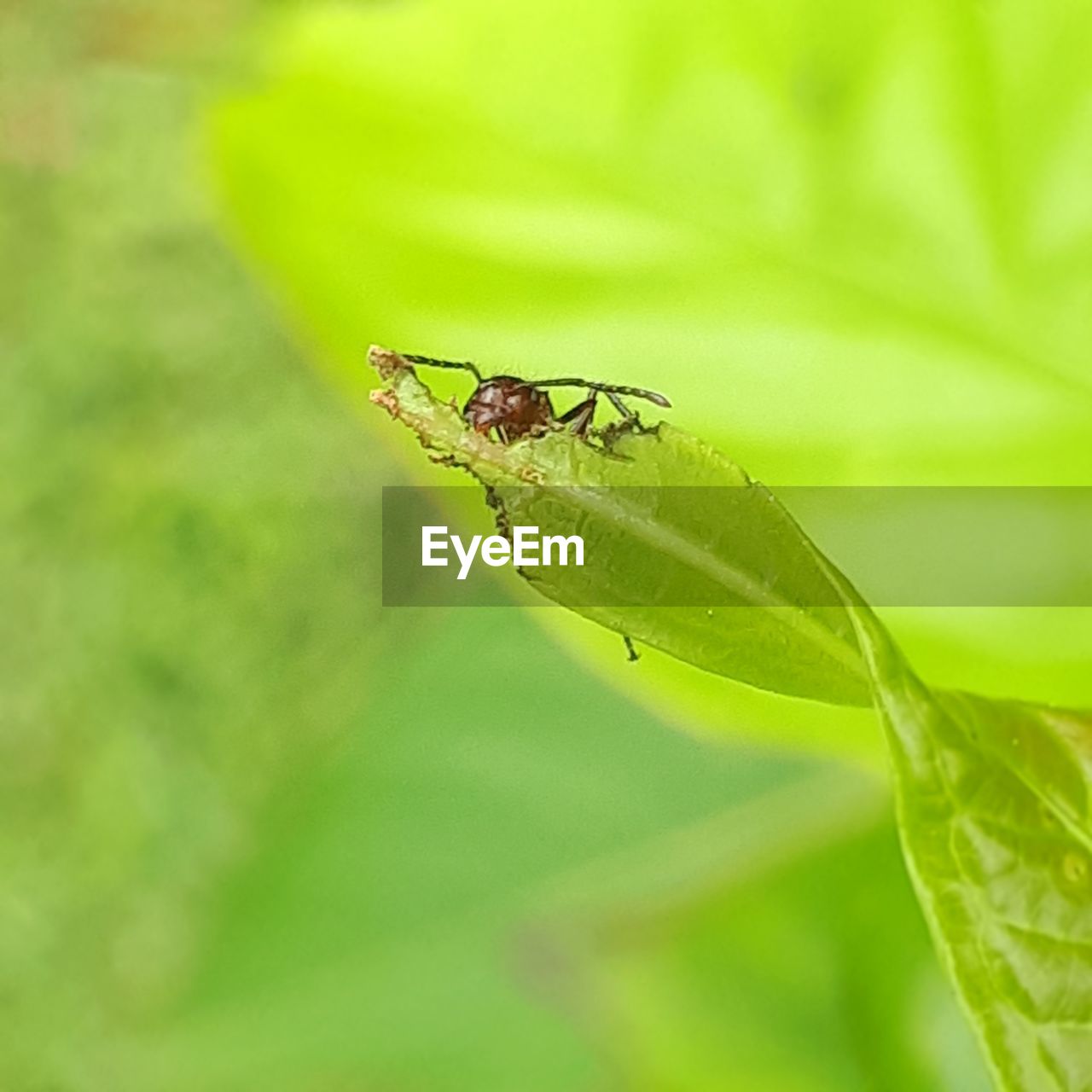 CLOSE-UP OF GRASSHOPPER ON PLANT