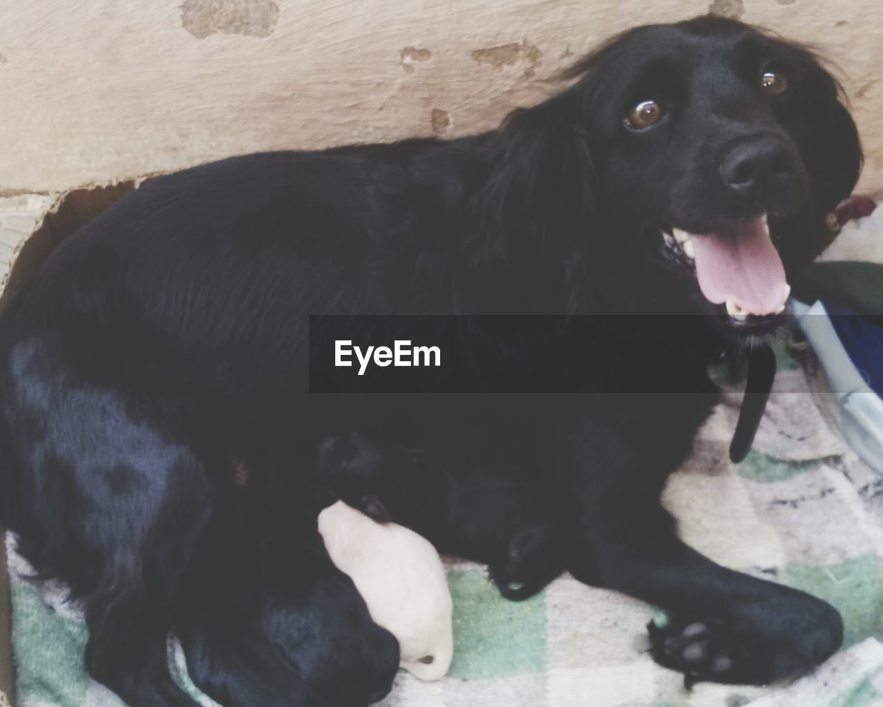 CLOSE-UP OF BLACK LABRADOR RETRIEVER IN DOG