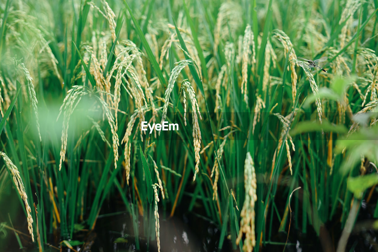 Paddy varieties in organic rice field agriculture