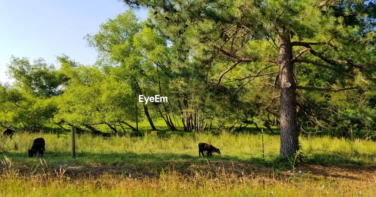 VIEW OF A SHEEP ON A FIELD