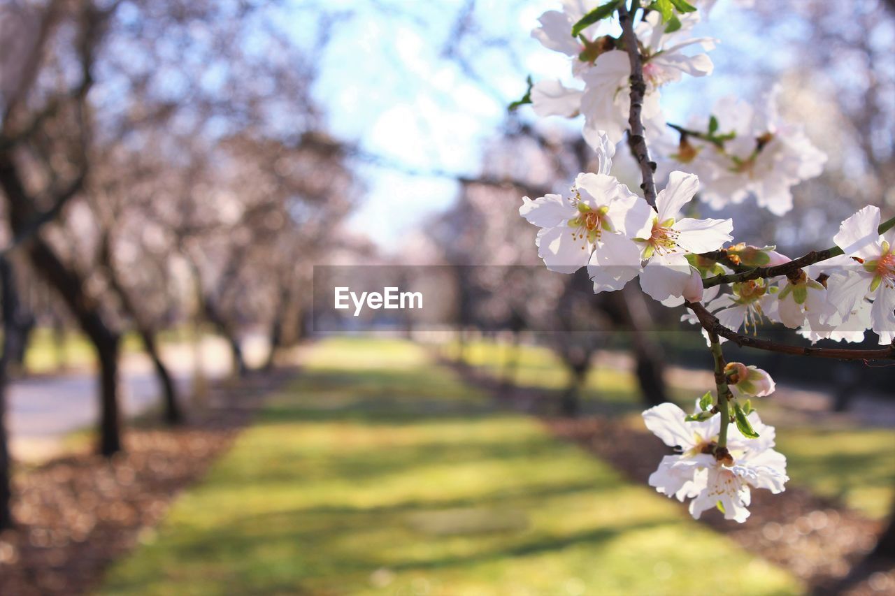 plant, tree, flower, beauty in nature, flowering plant, blossom, springtime, nature, freshness, fragility, cherry blossom, branch, growth, spring, fruit tree, cherry tree, white, orchard, outdoors, agriculture, landscape, sunlight, environment, tranquility, apple tree, no people, almond tree, day, botany, flower head, sky, focus on foreground, close-up, grass, selective focus, inflorescence, park, scenics - nature, almond, fruit, park - man made space, petal, leaf, rural scene, plant part, land, tranquil scene, food and drink, produce, idyllic, apple blossom, pink, field, cherry, sunny, food