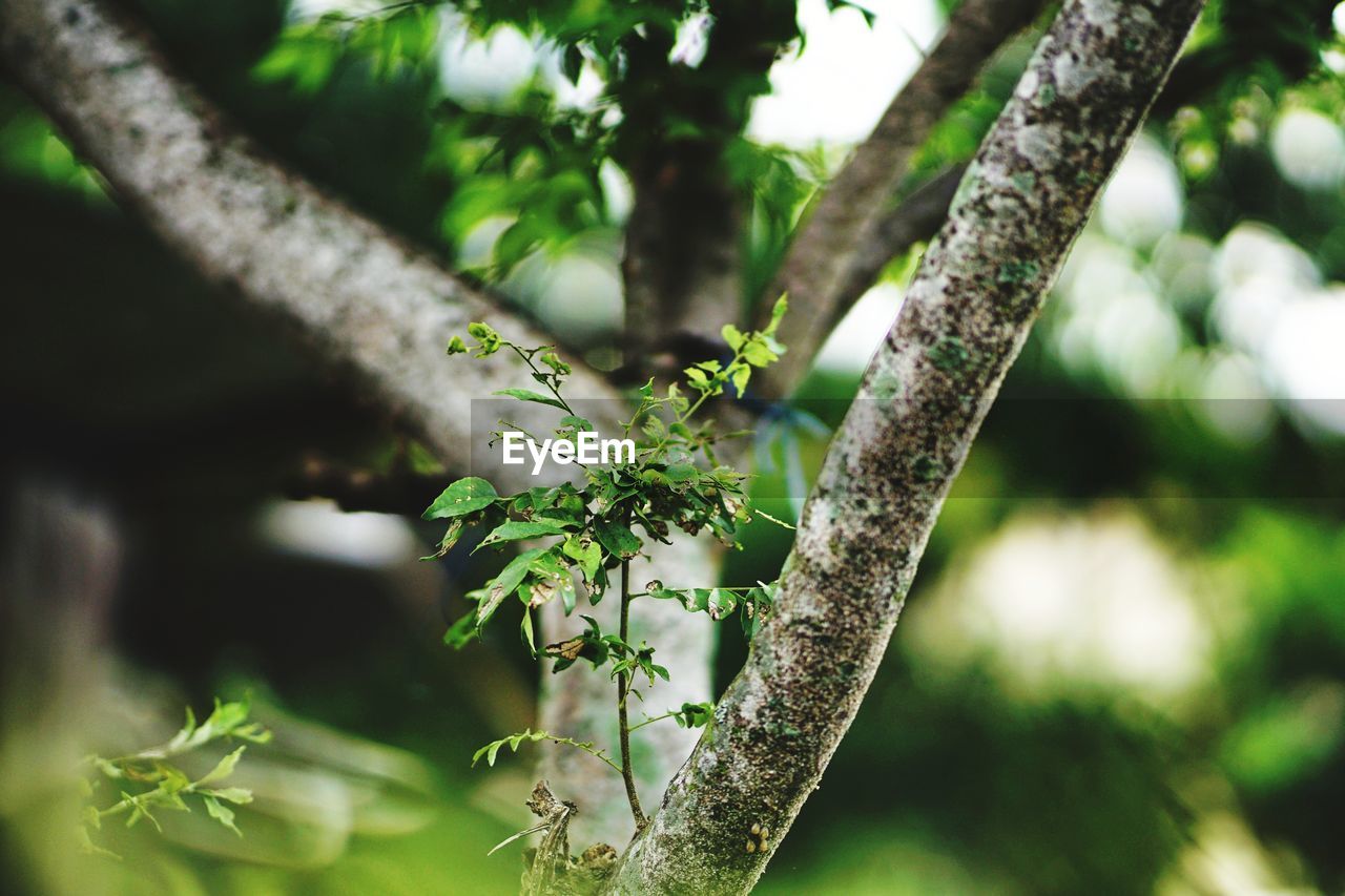 CLOSE-UP OF TREE BRANCH IN FOREST