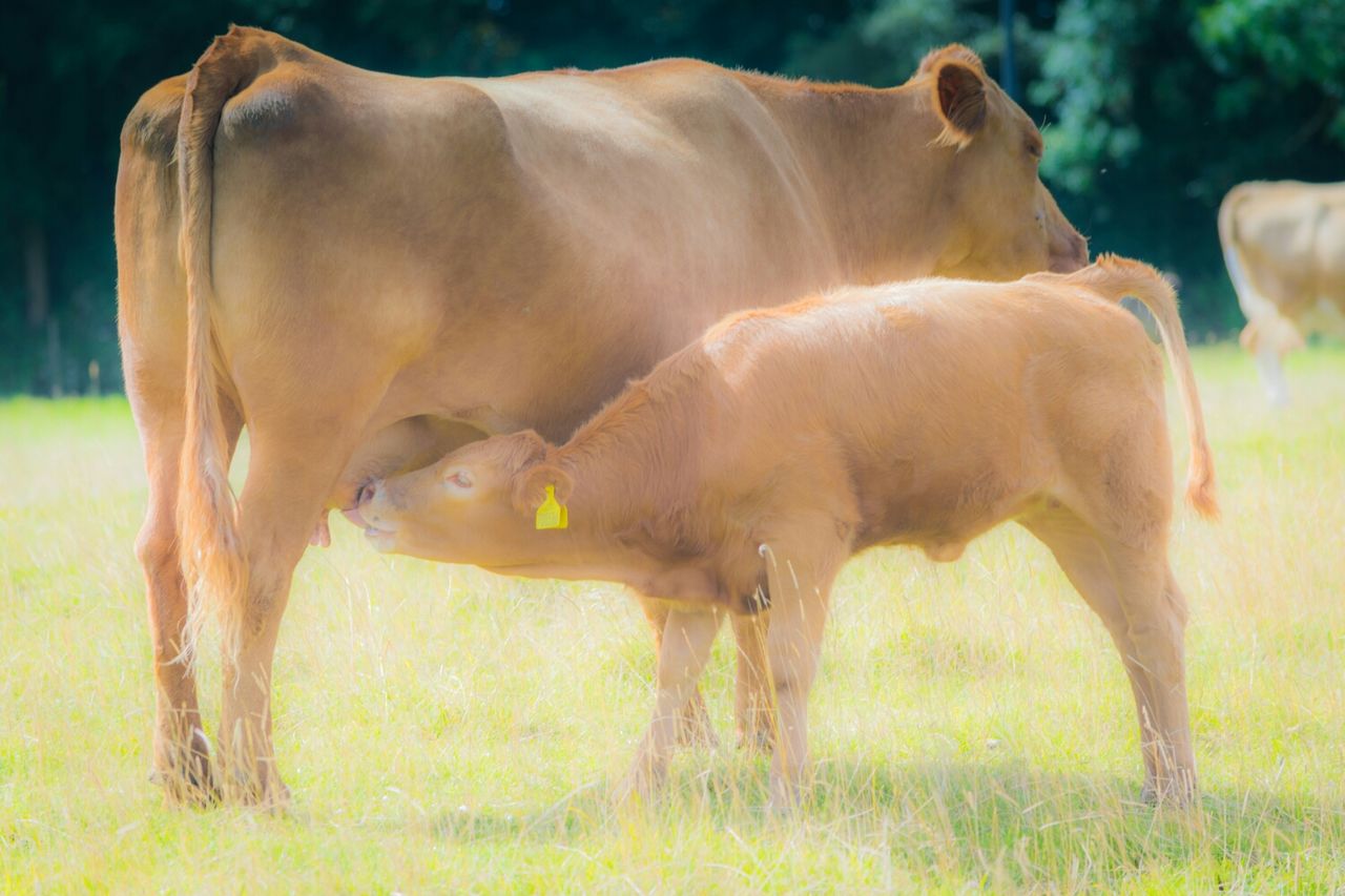 Cow feeding calf