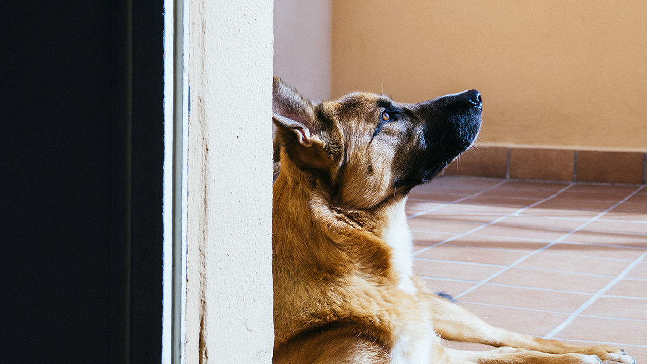 Close-up of a dog at home