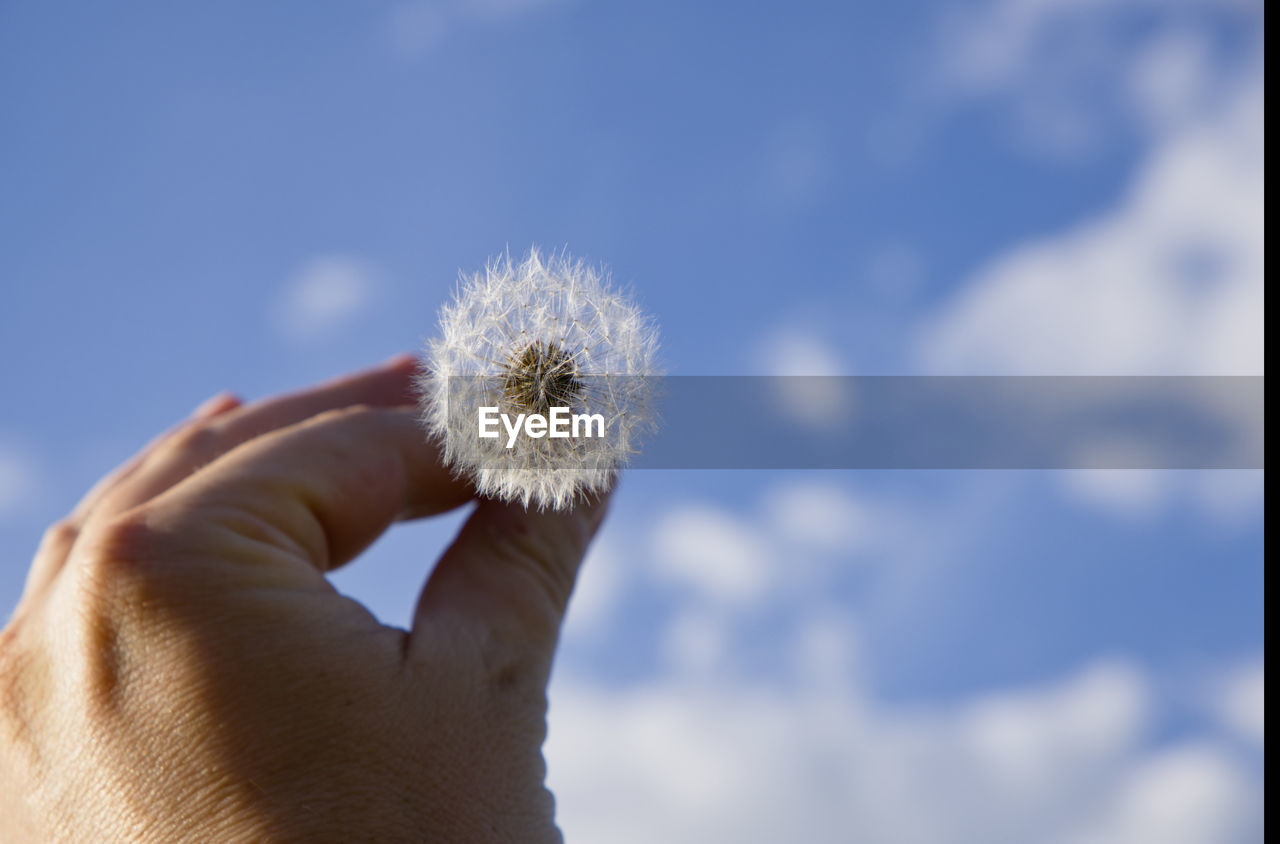 CLOSE-UP OF HAND HOLDING DANDELION AGAINST BLUE SKY