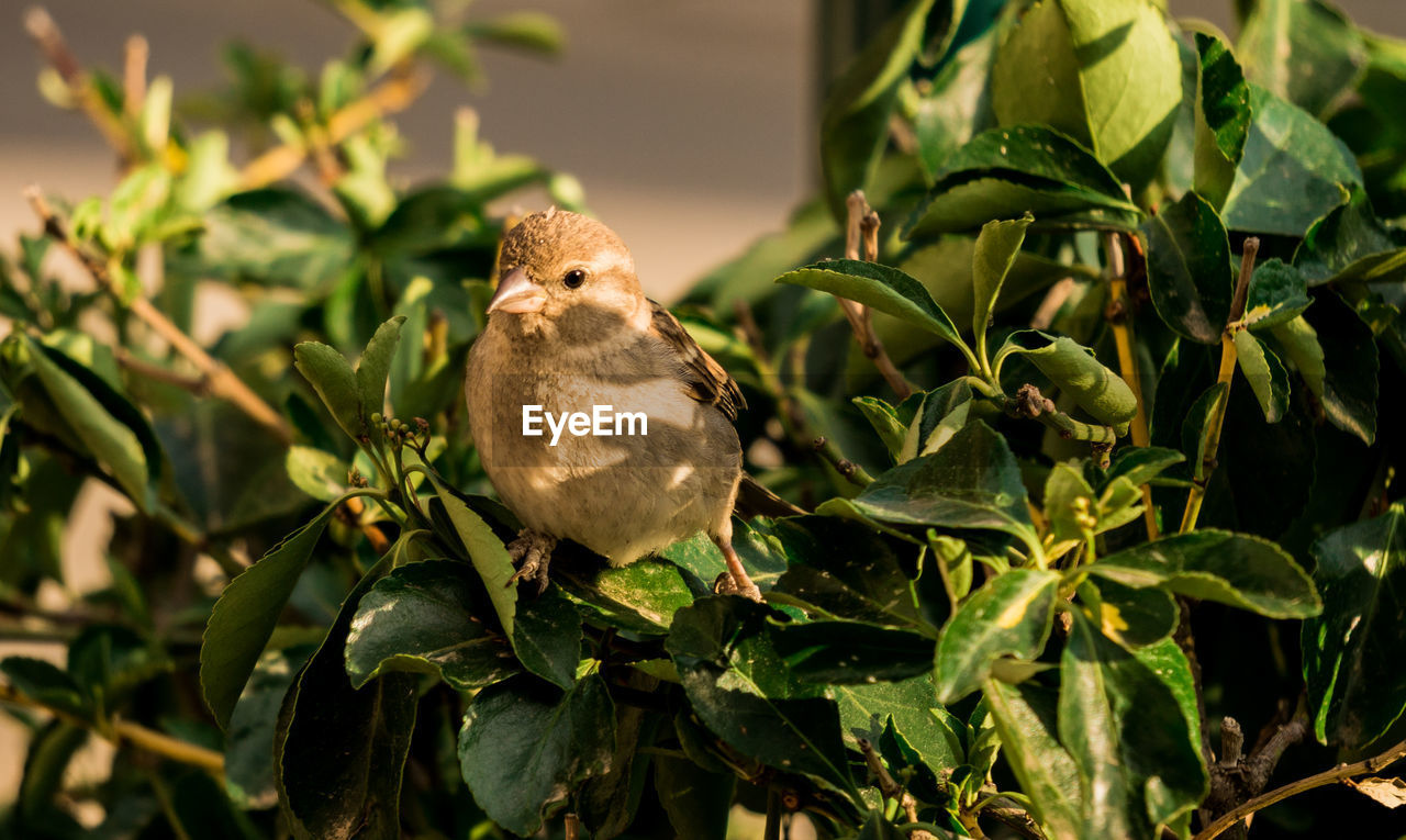 CLOSE-UP OF BIRDS PERCHING ON PLANT