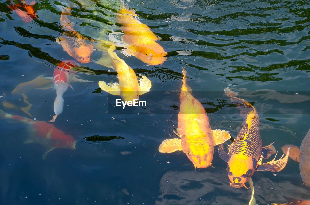 High angle view of koi carps swimming in water