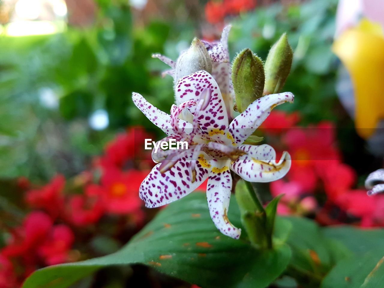 CLOSE-UP OF FLOWER ON PLANT