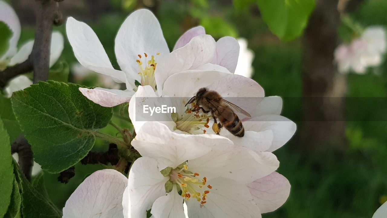 CLOSE-UP OF BEE ON FLOWER