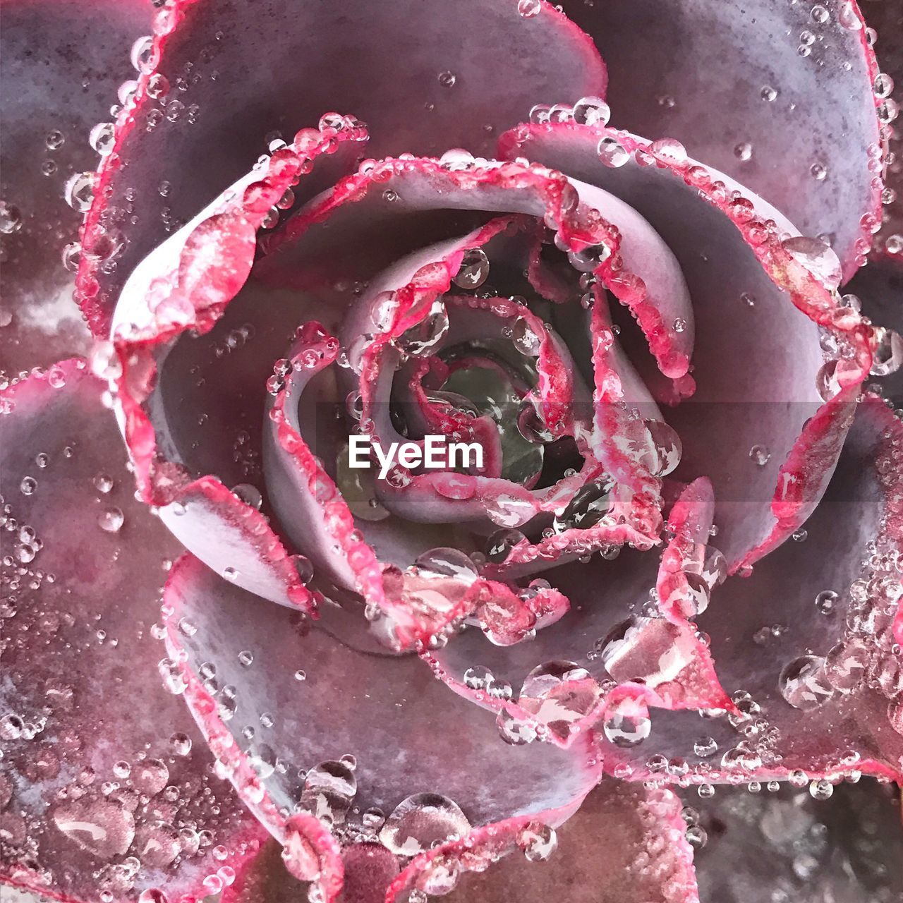 HIGH ANGLE VIEW OF ROSE PETALS ON WET SURFACE