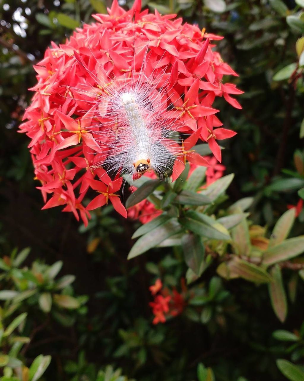 Close-up of red flowers