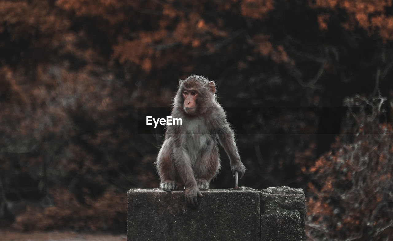 PORTRAIT OF MONKEY SITTING ON ROCK