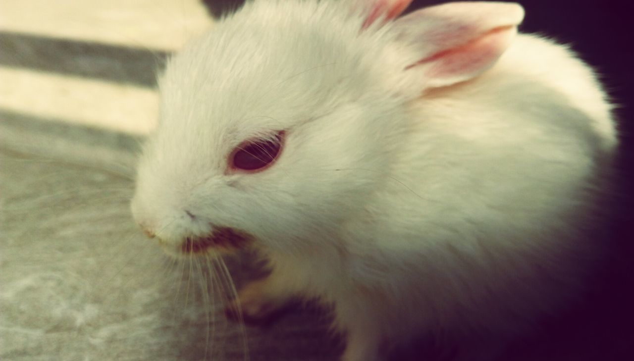 CLOSE-UP OF WHITE CAT